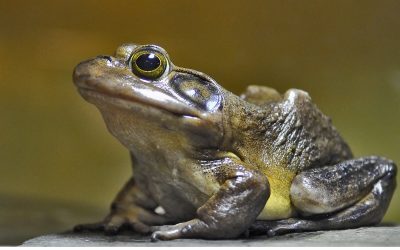 Ces espèces oubliées : les amphibiens et reptiles de la Haute-Côte-Nord
