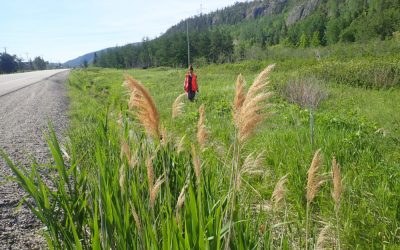 Soyez à l’affût des plantes envahissantes