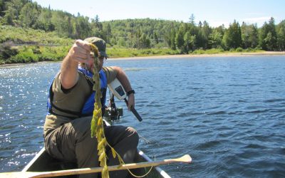 Informations sur le myriophylle à épis lors de la traversée du lac Gobeil