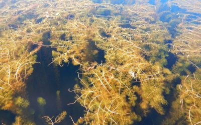 Le myriophylle à épis, un envahisseur dans nos lacs